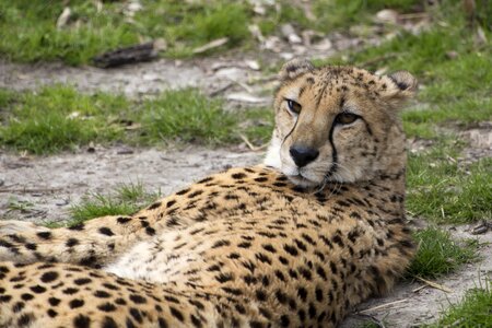 Nature animal cheetah photo