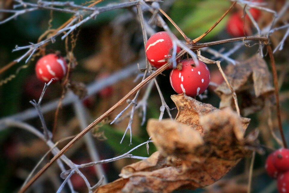 Season winter