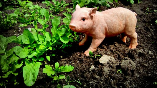 Farm agriculture piglet