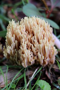 Fungus outdoors fall
