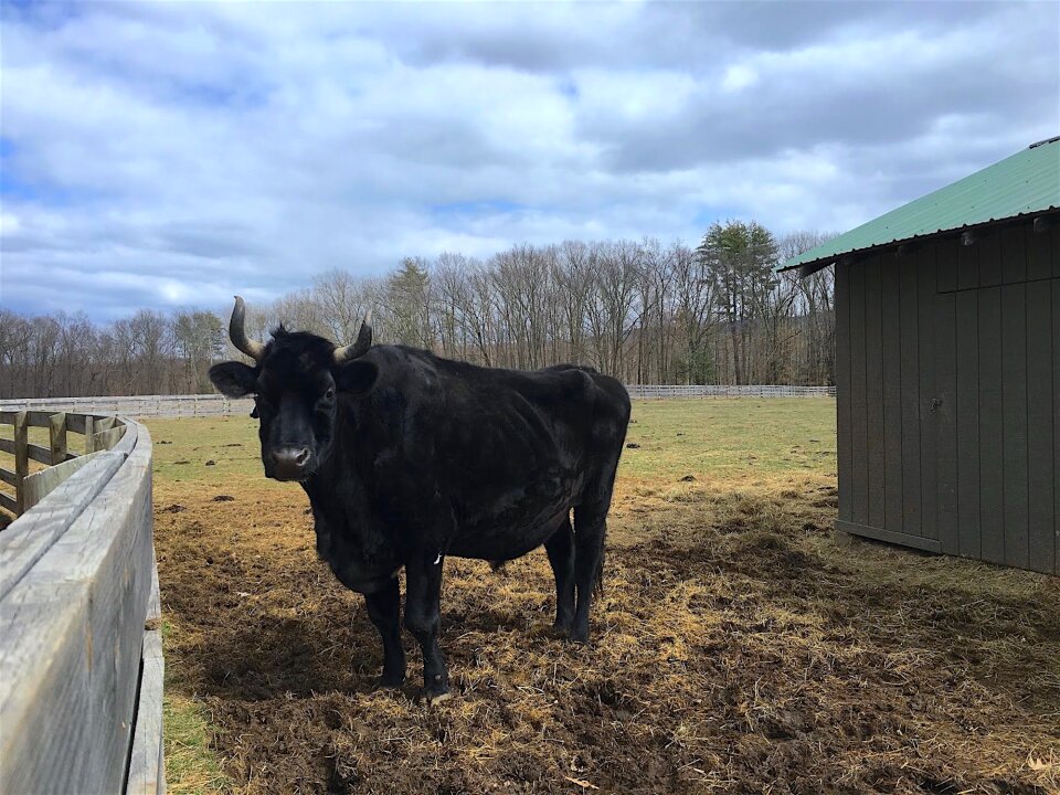 Agriculture cattle domestic