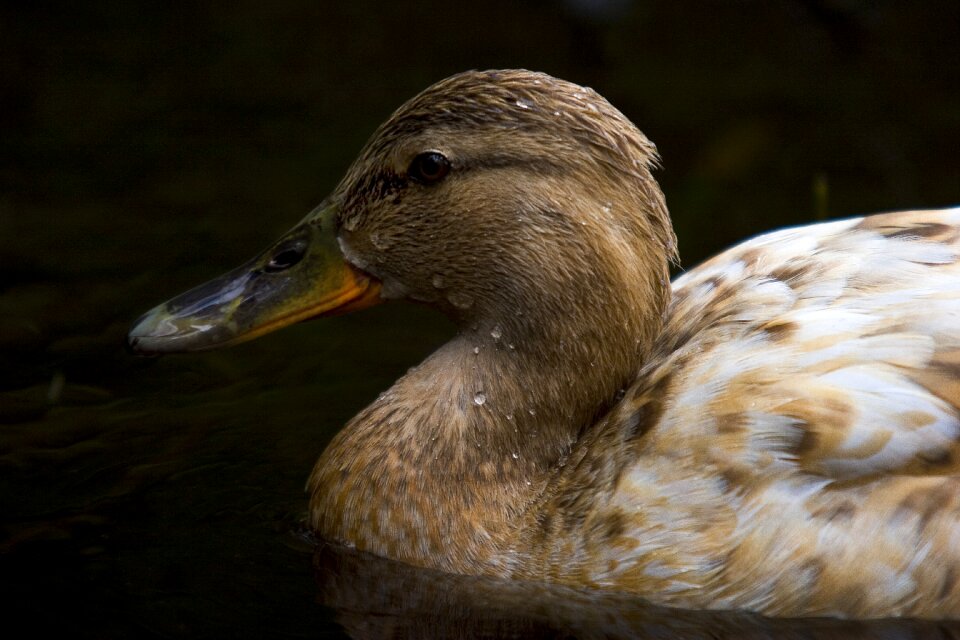 Birds duck the nature of the