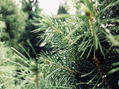 Pine flora evergreen photo