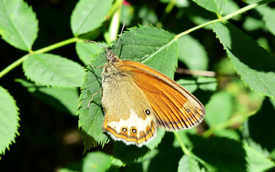 At the court of animals butterflies