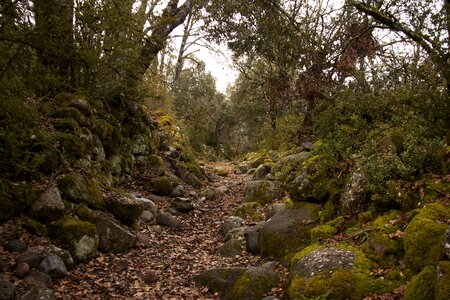 Trail arboleda hiking photo