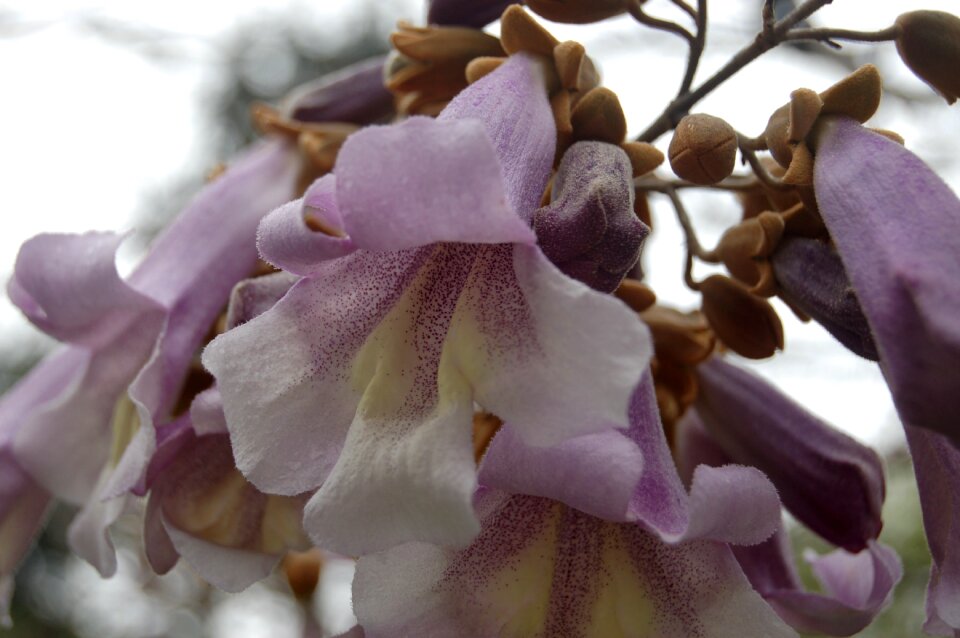 Lovely flowering plants bloom