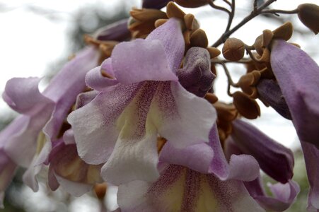 Lovely flowering plants bloom