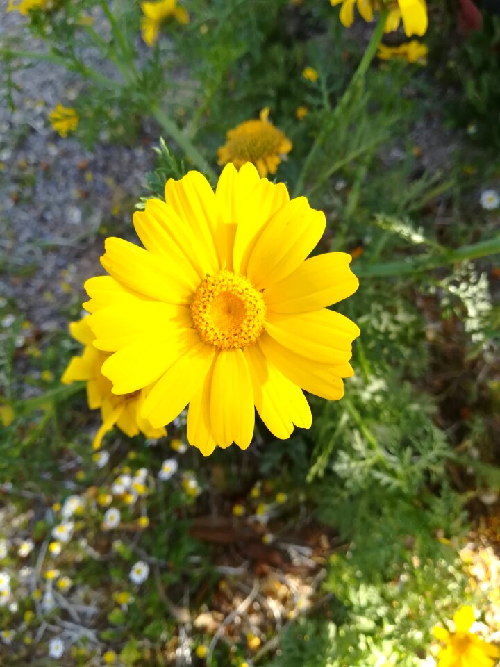 Margarita spring Free photos