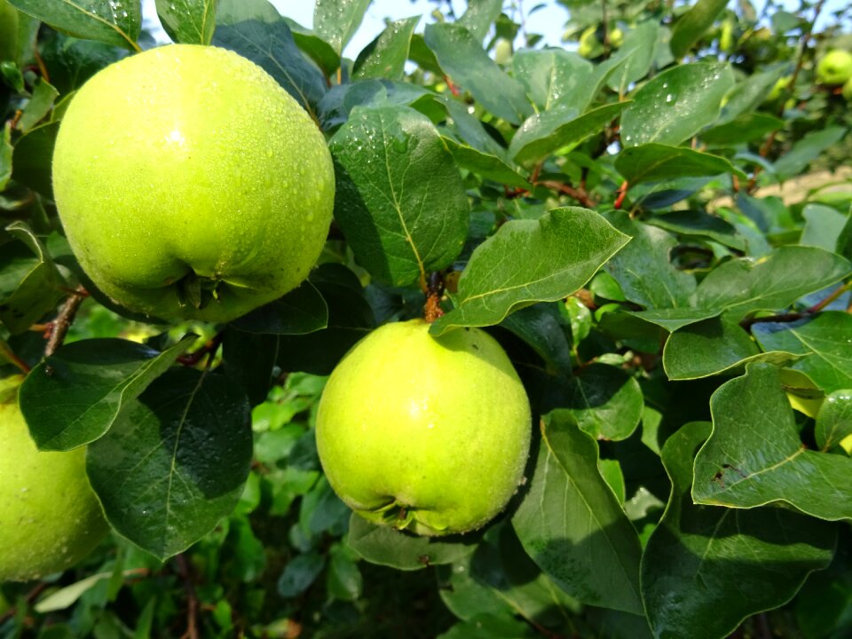 Apple nature fresh