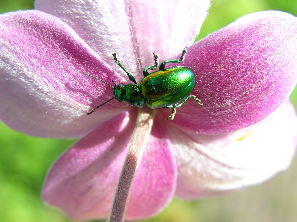Plant outdoor bug
