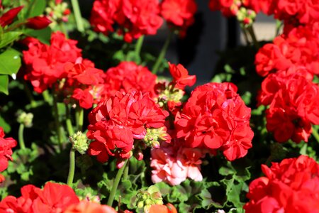 Garden floral petal