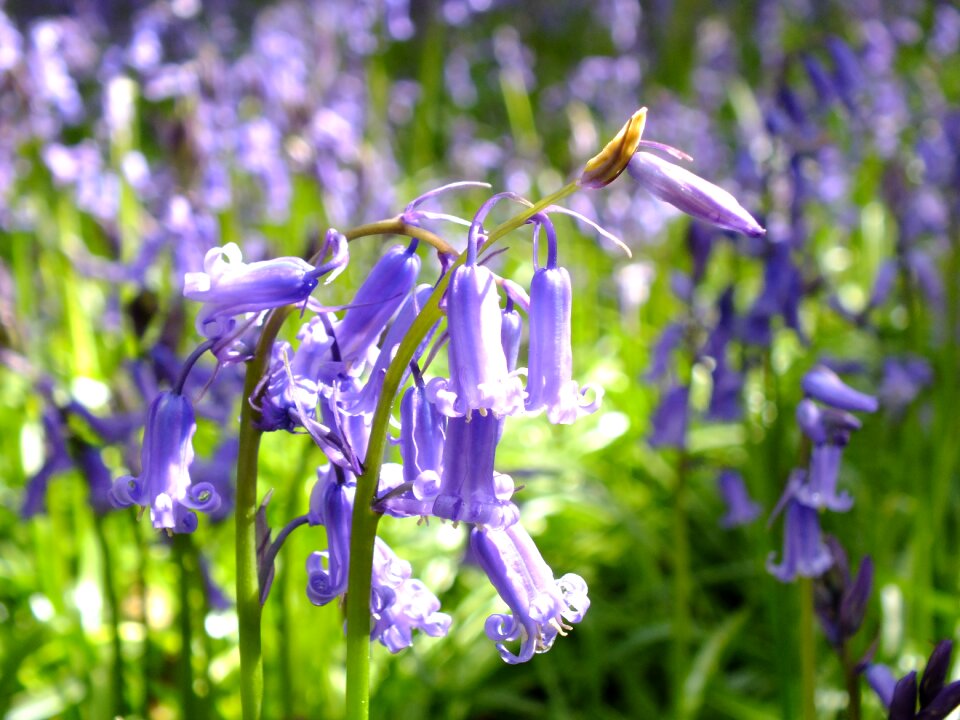 Outdoors summer bluebell