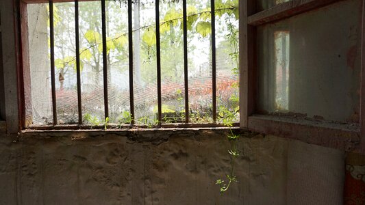 Wall the old house green plants