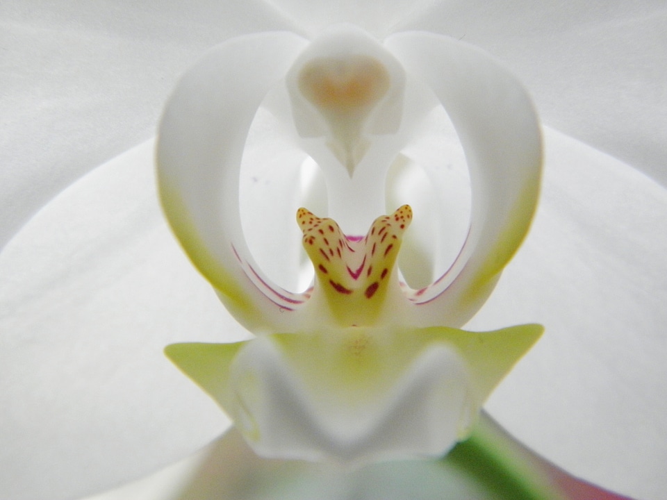 White plant leaf
