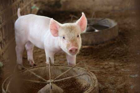Cute animals pigs