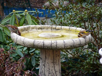 Water spring garden-bird photo