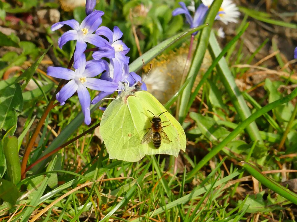 Animal yellow nature