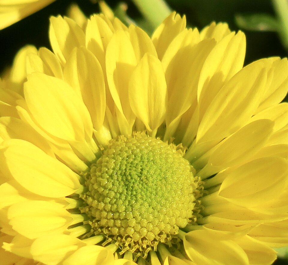Flower's petal light