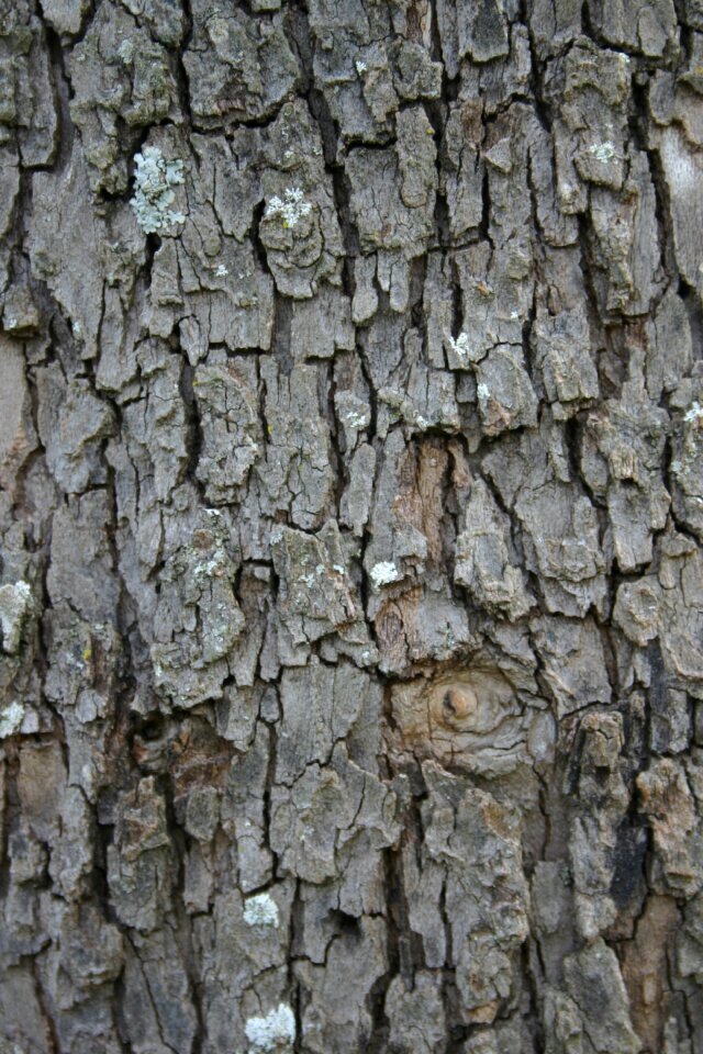 Desktop trunk pattern