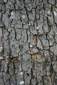 Desktop trunk pattern photo