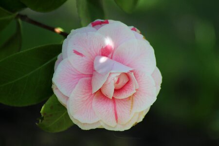 Leaf garden camellia photo