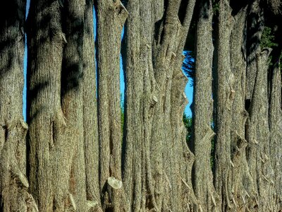 Wood nature