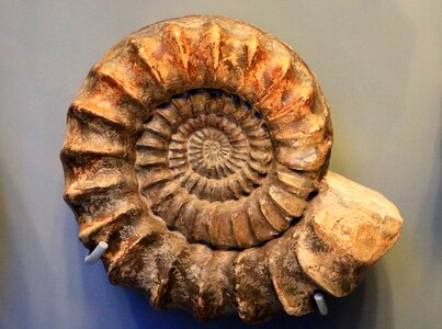Snail shell limestone photo
