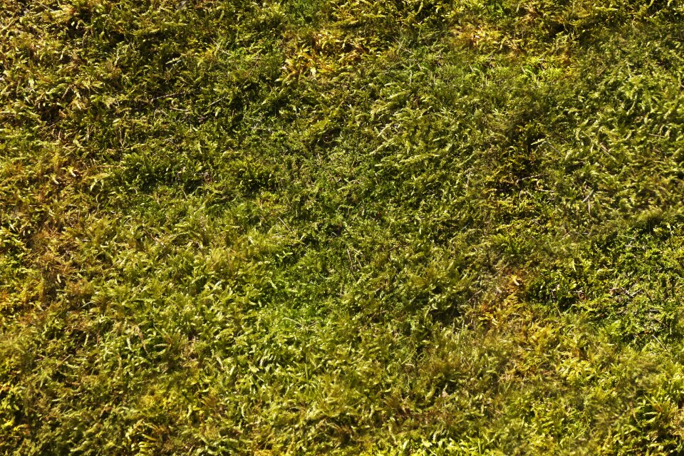 Forest background moss pattern