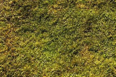 Forest background moss pattern photo