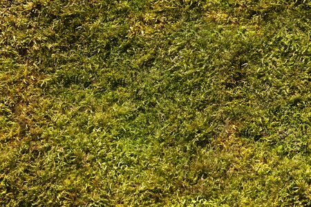 Forest background moss pattern