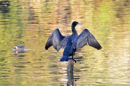 Natural wild animals cover photo