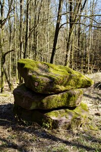 Landscape moss stone photo