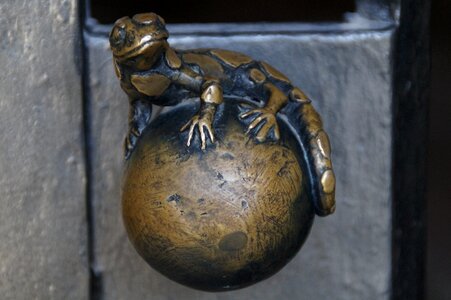Jack amphibian fire salamander