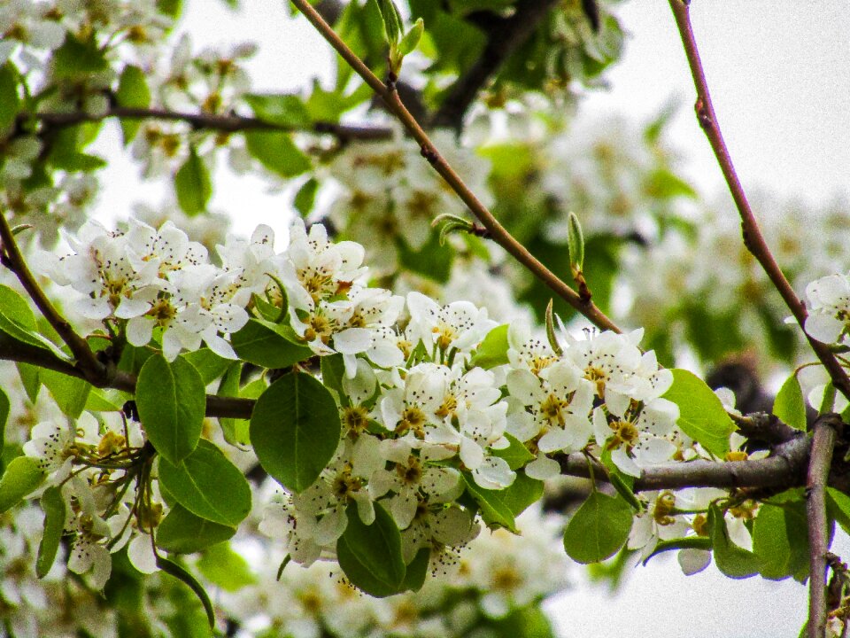 Plant season flower