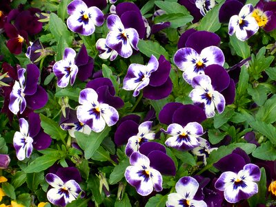 Pansy flowers purple