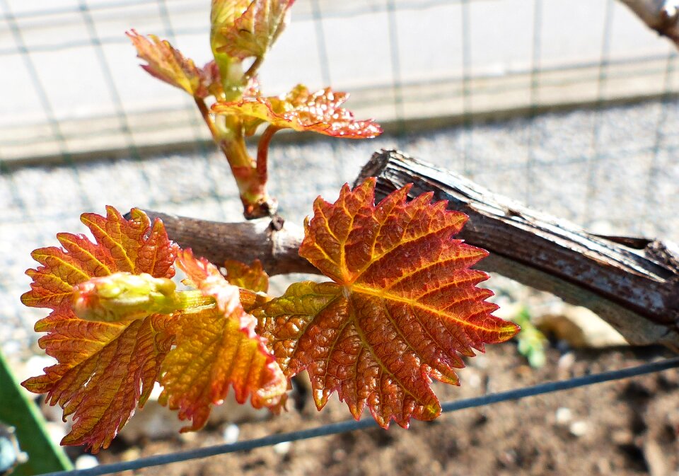 Nature season plant