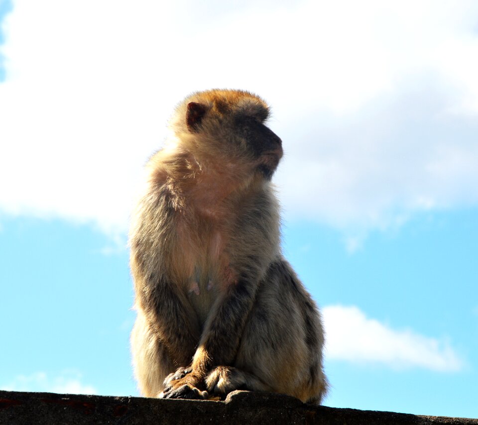 Barbary ape monkey rock gibraltar