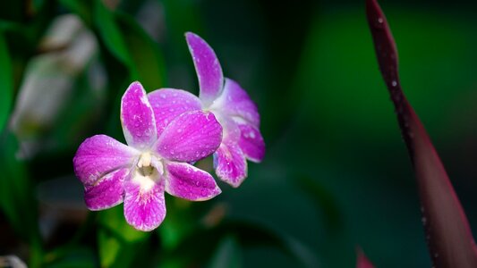 Flowers orchid Free photos