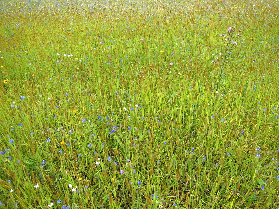Nature green summer