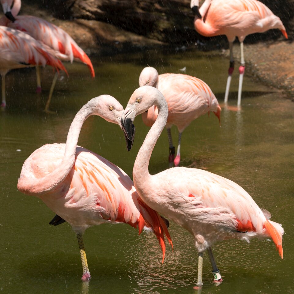 Wildlife neck love