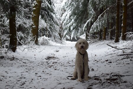 Nature dog snow photo