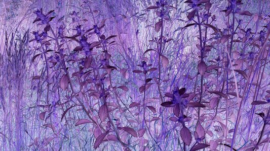 Purple lilac plant lilac plants