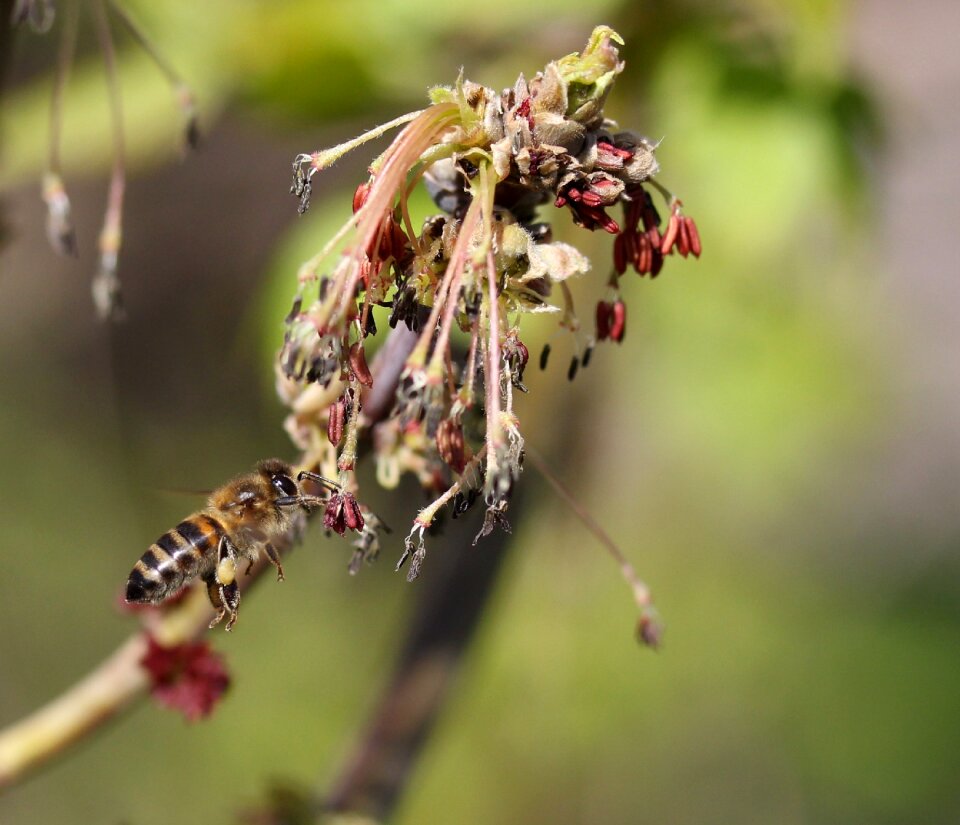 Insecta nature spring
