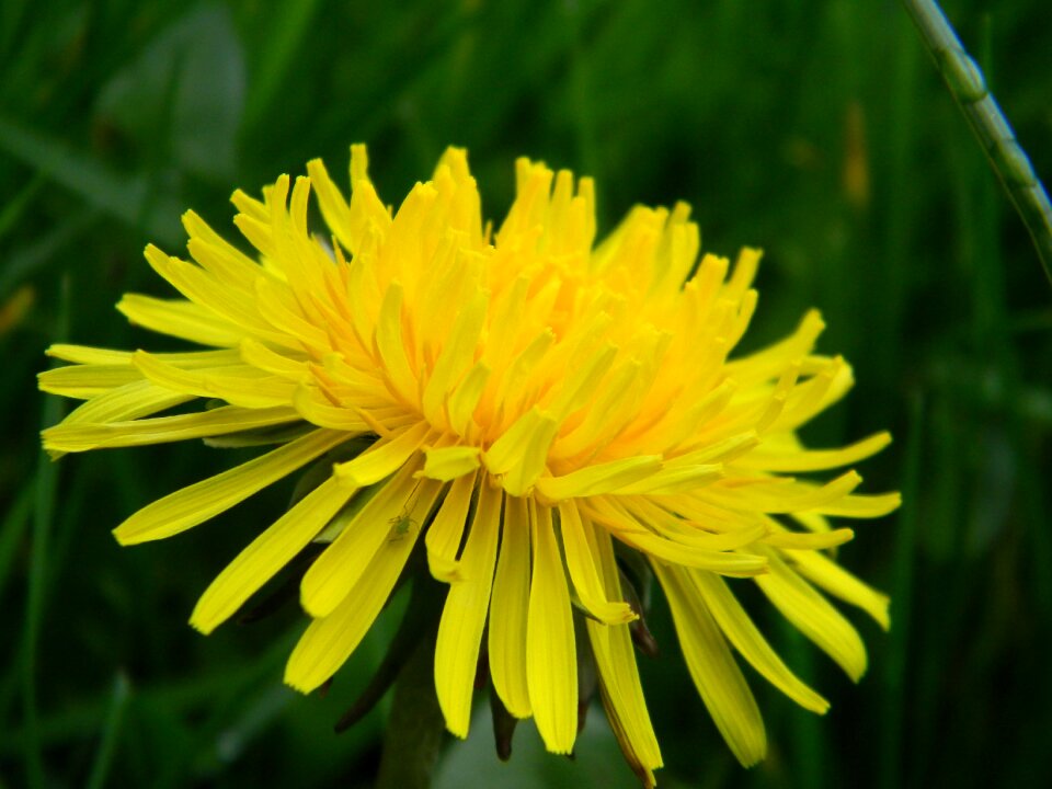 Spring natural original
