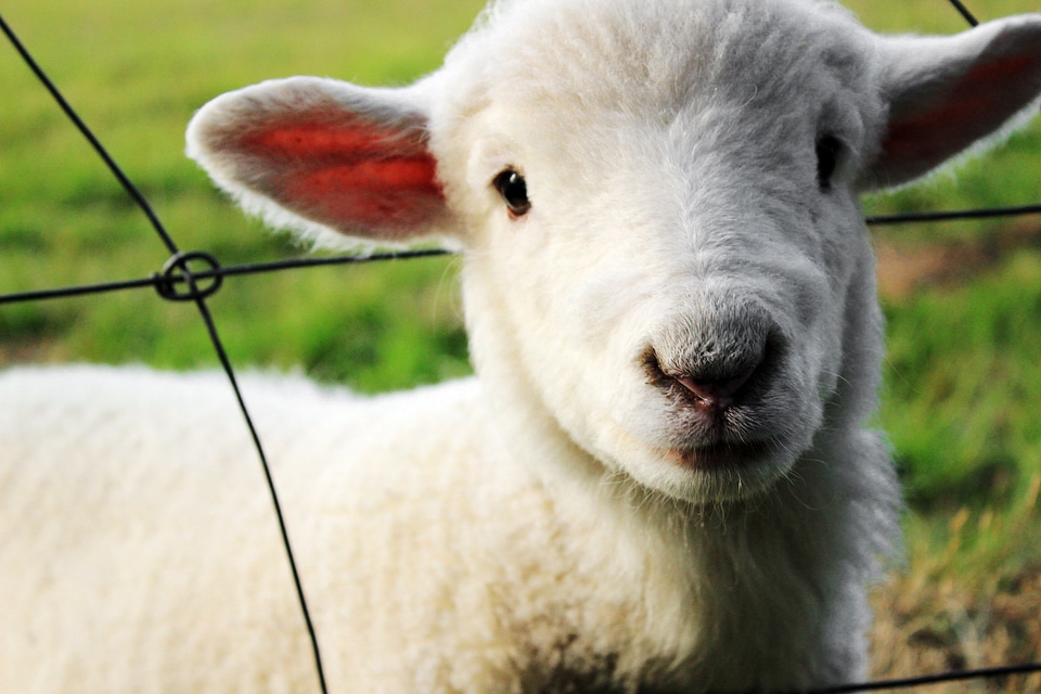 Lamb isolated countryside