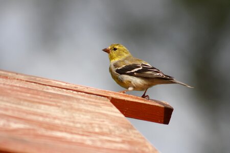 Female gold finch wildlife natural