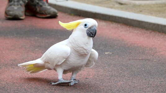 Park cute parrot photo