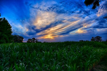 Landscape planting field