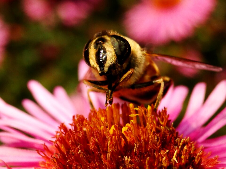 Pollination flower animals