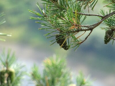 Pine nature tree